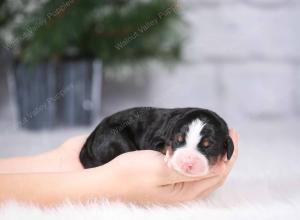 tri-colored mini bernedoodle near Chicago Illinois