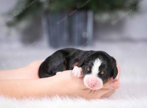 tri-colored mini bernedoodle near Chicago Illinois