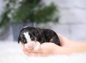 tri-colored mini bernedoodle near Chicago Illinois