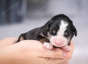 tri-colored mini bernedoodle near Chicago Illinois