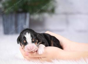 tri-colored mini bernedoodle near Chicago Illinois