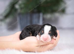 tri-colored mini bernedoodle near Chicago Illinois