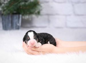 tri-colored mini bernedoodle near Chicago Illinois