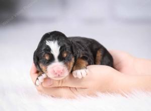 tri-colored mini bernedoodle near Chicago Illinois