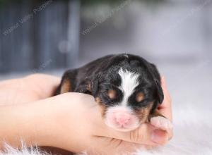 tri-colored mini bernedoodle near Chicago Illinois