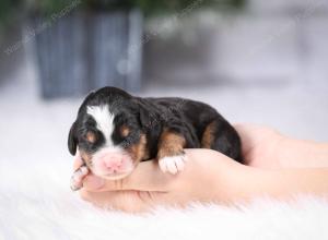 tri-colored mini bernedoodle near Chicago Illinois