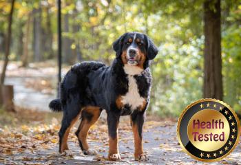  Bernese Mountain Dog Mom