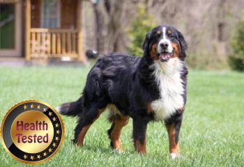 Jody Bernese Mountain Dog