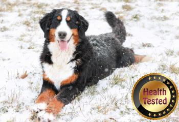 Misty Bernese Mountain Dog