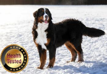 Mocha Bernese Mountain Dog