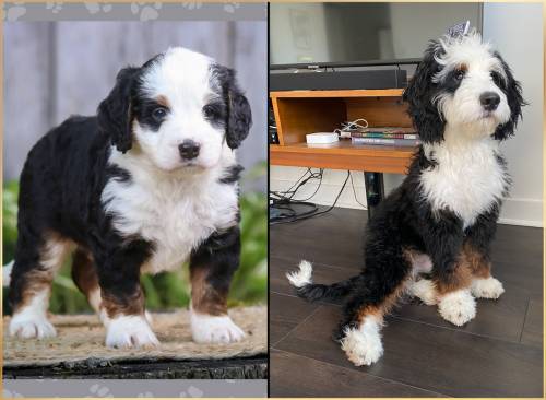Scout at 5 weeks old and at 12 months old