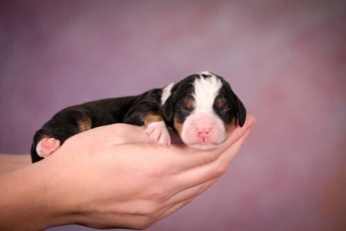 Seymore at 3 days old