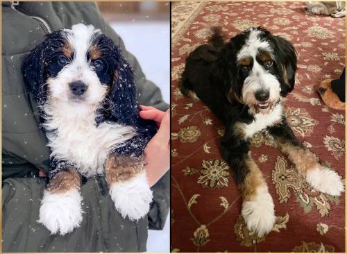 Jackson at 7 weeks old and at 12 months old