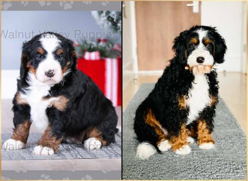 Heidi at 5 weeks old and at 12 months old