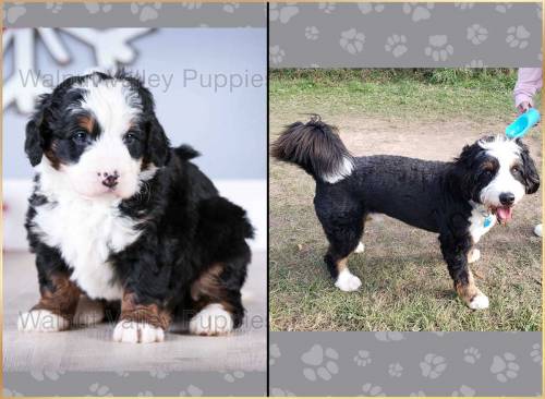 Hunter at 5 weeks old and at 12 months old
