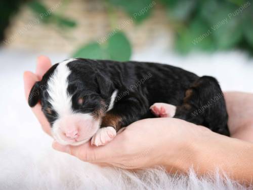 Pluto at 3 days old