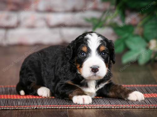 Troy at 3 weeks old