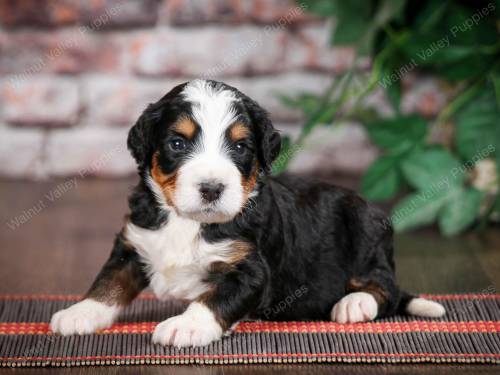 Turner at 3 weeks old