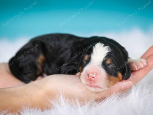 Turner at 3 days old