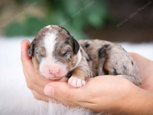 Nike at 3 days old