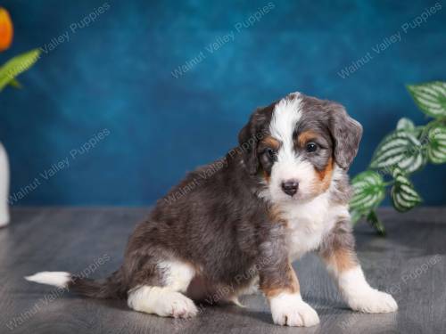 Jack at 5 Weeks old