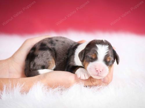 Josie at 3 days old