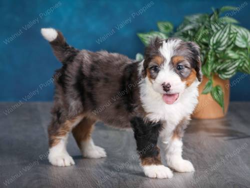 Josie at 5 Weeks old 