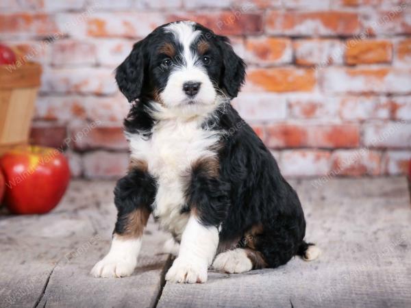 tri-colored standard bernedoodle near Chicago Illinois