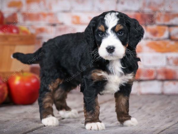 tri-colored standard bernedoodle near Chicago Illinois