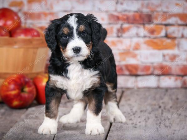 tri-colored standard bernedoodle near Chicago Illinois