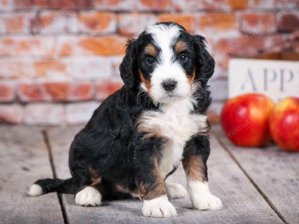 tri-colored standard bernedoodle near Chicago Illinois