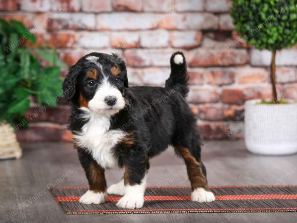 tri-colored male mini bernedoodle near Chicago Illinois