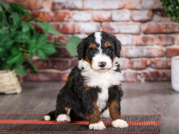 tri-colored female mini bernedoodle near Chicago Illinois