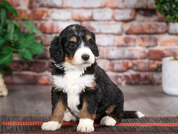 tri-colored female mini bernedoodle near Chicago Illinois