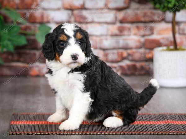 tri-colored female mini bernedoodle near Chicago Illinois