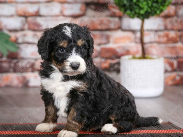 tri-colored male mini bernedoodle near Chicago Illinois