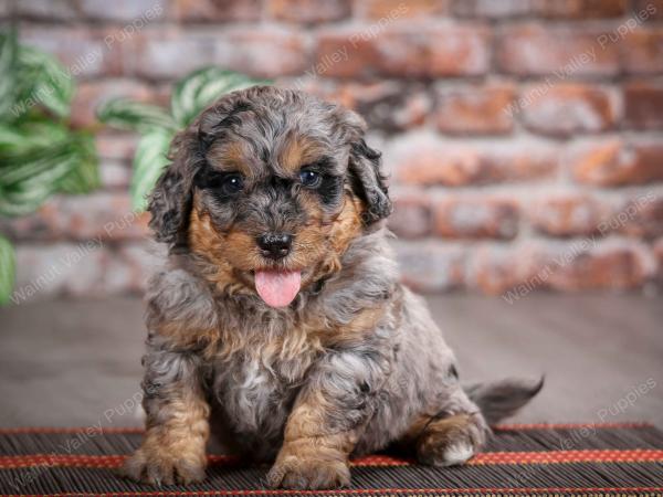 F1B mini bernedoodle near Chicago Illinois