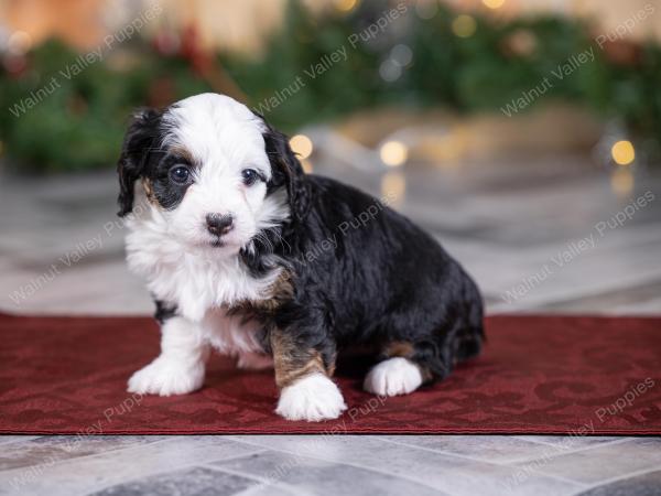 female tiny bernedoodle near St Louis Missouri