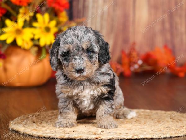 tri-colored mini bernedoodle near Chicago 