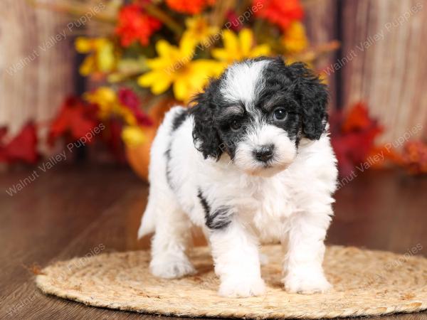 tri-colored mini bernedoodle near Chicago 