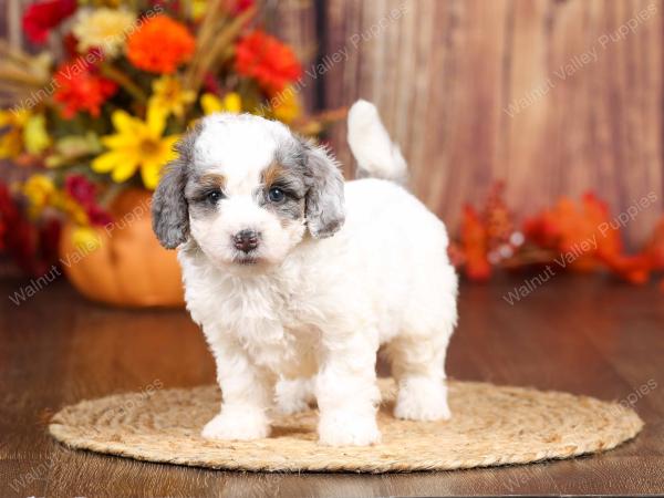 tri-colored mini bernedoodle near Chicago 