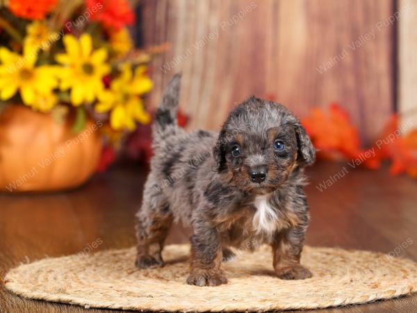 tri-colored mini bernedoodle near Chicago 