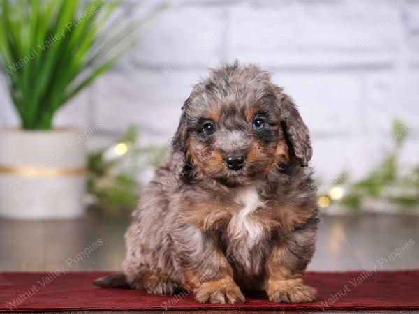 tri-colored mini bernedoodle near Chicago 