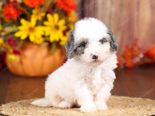 tri-colored mini bernedoodle near Chicago 