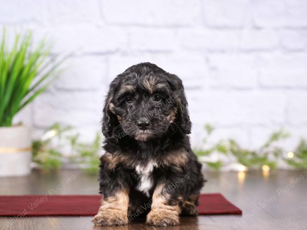 tri-colored mini bernedoodle near Chicago 