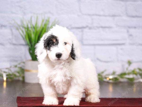 tri-colored mini bernedoodle near Chicago 