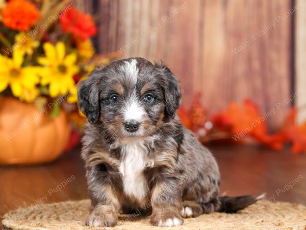 tri-colored mini bernedoodle near Chicago 