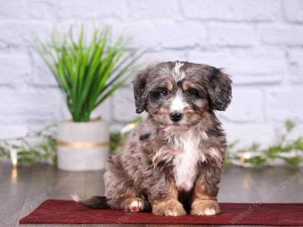 tri-colored mini bernedoodle near Chicago 
