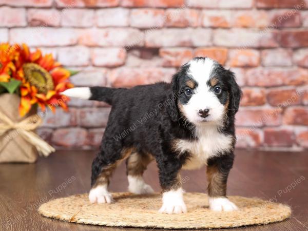 tri-colored mini bernedoodle near Chicago Illinois