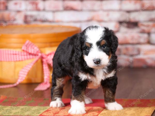 tri-colored mini bernedoodle near Chicago Illinois 